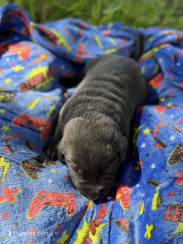 Dax 💙 – Labrador Retriever puppy for sale in Plano, TX