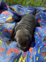 Dax 💙, a male Labrador Retriever for sale in Plano, TX – 1 of 4
