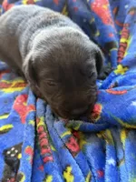 Diesel🤍, a male Labrador Retriever for sale in Plano, TX – 3 of 3