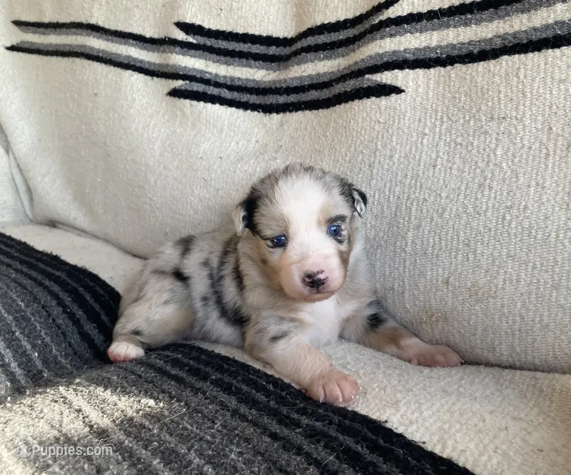 AKC blue Merle Female  – Australian Shepherd puppy for sale in Zeeland, MI