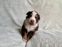 AKC Blue eyes, a female Australian Shepherd for sale in Zeeland, MI – 6 of 10