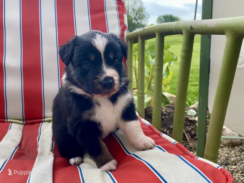 AKC Black tri female 2 – Australian Shepherd puppy for sale in Zeeland, MI