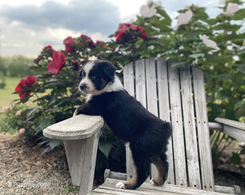 AKC tri color  – Australian Shepherd puppy for sale in Zeeland, MI