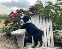 AKC tri color , a male Australian Shepherd for sale in Zeeland, MI – 1 of 4