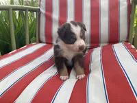 AKC Blue eyes female, a female Australian Shepherd for sale in Zeeland, MI – 2 of 7
