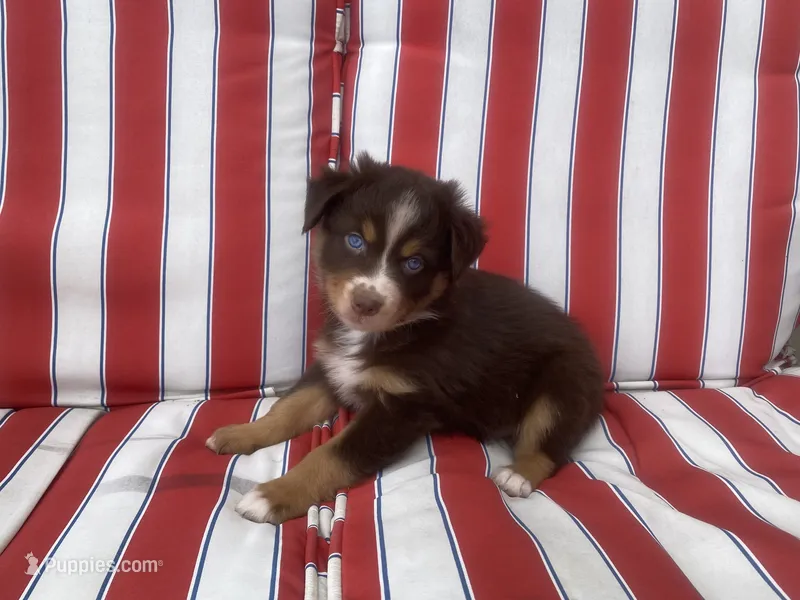 AKC red tri – Australian Shepherd puppy for sale in Zeeland, MI