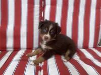 AKC red tri, a male Australian Shepherd for sale in Zeeland, MI – 1 of 3