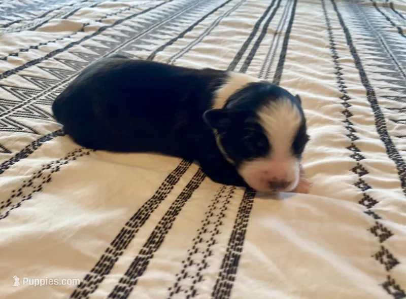 AKC tri color male , a male Australian Shepherd for sale in Zeeland, MI – 1 of 2