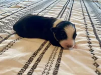 AKC tri color male , a male Australian Shepherd for sale in Zeeland, MI – 1 of 2