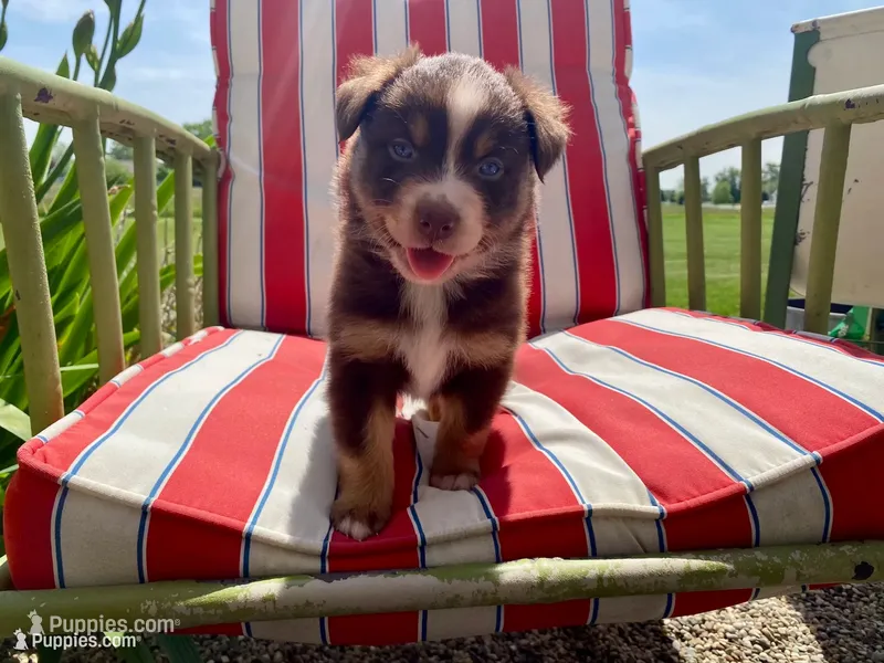 AKC red tri male  – Australian Shepherd puppy for sale in Zeeland, MI