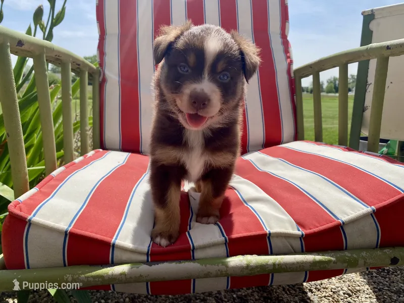 AKC red tri male  – Australian Shepherd puppy for sale in Zeeland, MI