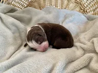 AKC red tri female 2 , a female Australian Shepherd for sale in Zeeland, MI – Photo 3 of 7