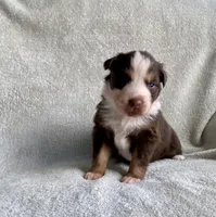 AKC Blue eyes, a female Australian Shepherd for sale in Zeeland, MI – 5 of 10