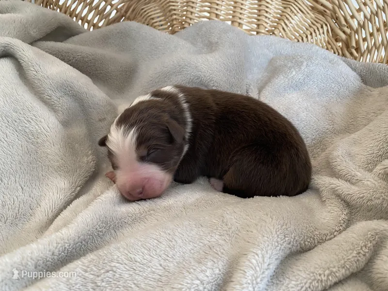 AKC red tri female 2  – Australian Shepherd puppy for sale in Zeeland, MI