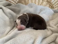 AKC red tri female 2 , a female Australian Shepherd for sale in Zeeland, MI – Photo 1 of 7