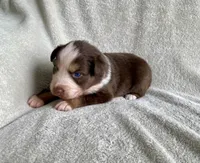 AKC Blue eyes, a female Australian Shepherd for sale in Zeeland, MI – 4 of 10