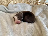 AKC red tri female 2 , a female Australian Shepherd for sale in Zeeland, MI – Photo 5 of 7