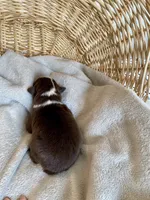 AKC red tri female 2 , a female Australian Shepherd for sale in Zeeland, MI – Photo 4 of 7