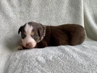 AKC Blue eyes, a female Australian Shepherd for sale in Zeeland, MI – 3 of 10