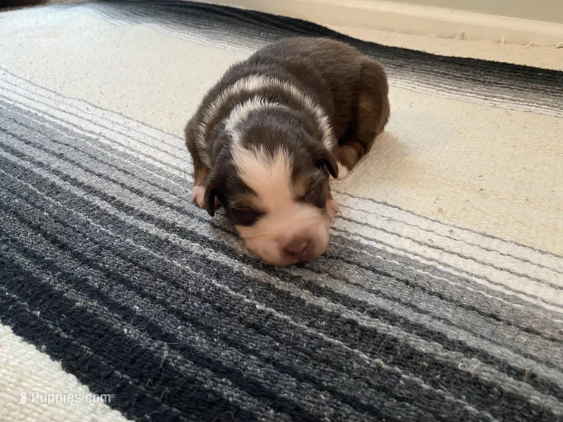 AKC red tri female 2  – Australian Shepherd puppy for sale in Zeeland, MI