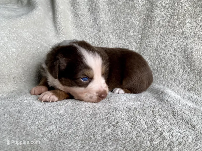 AKC Blue eyes – Australian Shepherd puppy for sale in Zeeland, MI