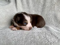 AKC Blue eyes, a female Australian Shepherd for sale in Zeeland, MI – 1 of 10