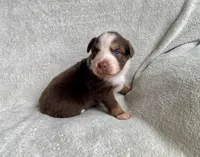 AKC Blue eyes, a female Australian Shepherd for sale in Zeeland, MI – 2 of 10