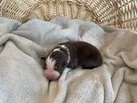 AKC red tri female 2 , a female Australian Shepherd for sale in Zeeland, MI – Photo 2 of 7