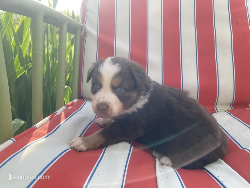 AKC Blue eyes female – Australian Shepherd puppy for sale in Zeeland, MI