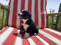 AKC tri color female , a female Australian Shepherd for sale in Zeeland, MI – 3 of 4
