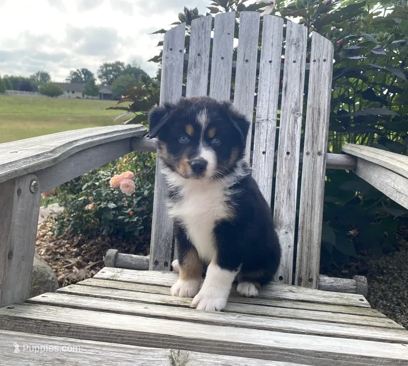 AKC tri female blue eyes – Australian Shepherd puppy for sale in Zeeland, MI