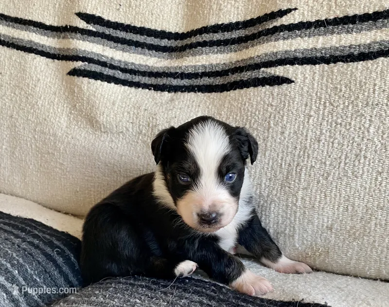 AKC tri color male  – Australian Shepherd puppy for sale in Zeeland, MI
