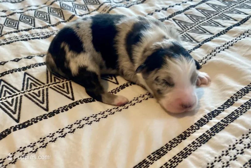 AKC blue Merle male  – Australian Shepherd puppy for sale in Zeeland, MI