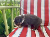 AKC Blue eyes female, a female Australian Shepherd for sale in Zeeland, MI – 4 of 7