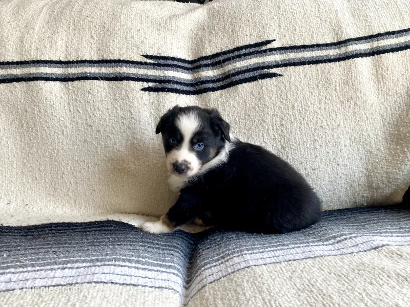 AKC tri color male  – Australian Shepherd puppy for sale in Zeeland, MI