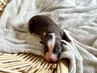 AKC red tri female , a female Australian Shepherd for sale in Zeeland, MI – Photo 2 of 8