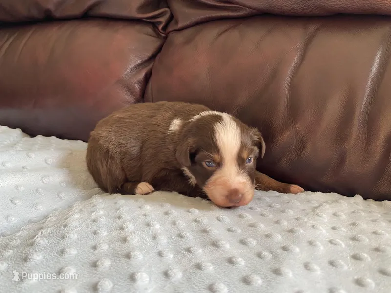 AKC female blue eyes – Australian Shepherd puppy for sale in Zeeland, MI