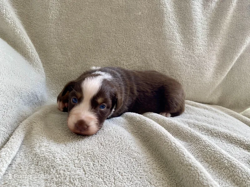 AKC female blue eyes – Australian Shepherd puppy for sale in Zeeland, MI