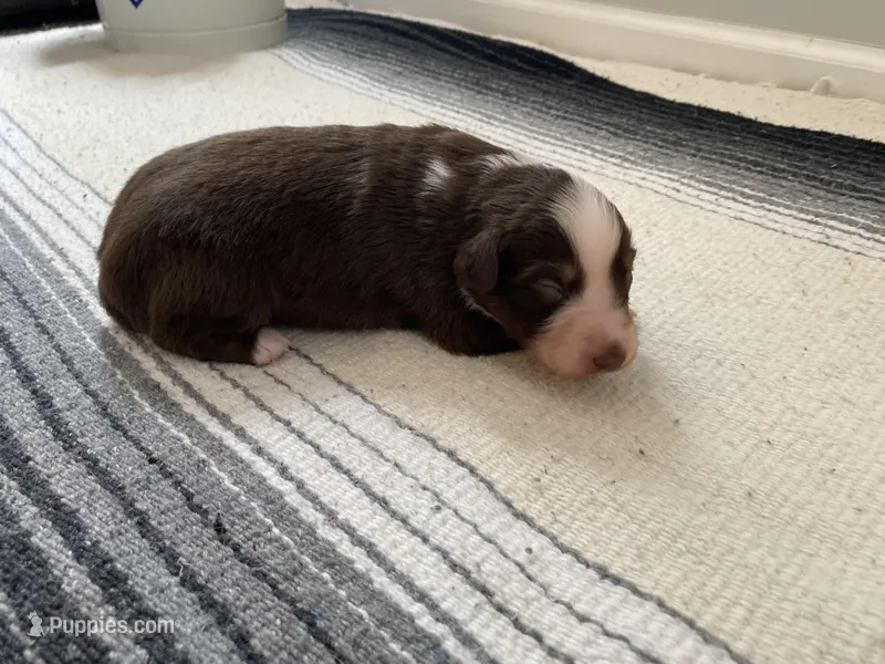 AKC red tri female  – Australian Shepherd puppy for sale in Zeeland, MI