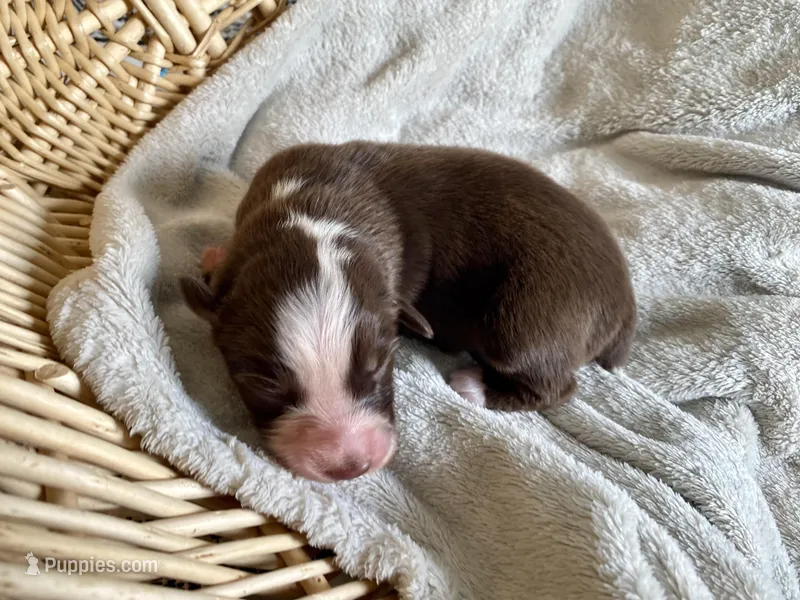 AKC red tri female  – Australian Shepherd puppy for sale in Zeeland, MI
