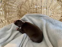 AKC red tri female , a female Australian Shepherd for sale in Zeeland, MI – Photo 4 of 8