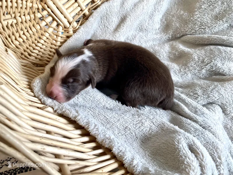 AKC red tri female  – Australian Shepherd puppy for sale in Zeeland, MI