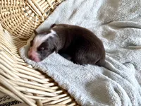 AKC red tri female , a female Australian Shepherd for sale in Zeeland, MI – Photo 3 of 8