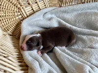 AKC red tri female , a female Australian Shepherd for sale in Zeeland, MI – Photo 5 of 8