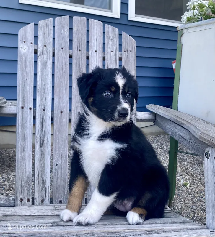 AKC tri female  – Australian Shepherd puppy for sale in Zeeland, MI