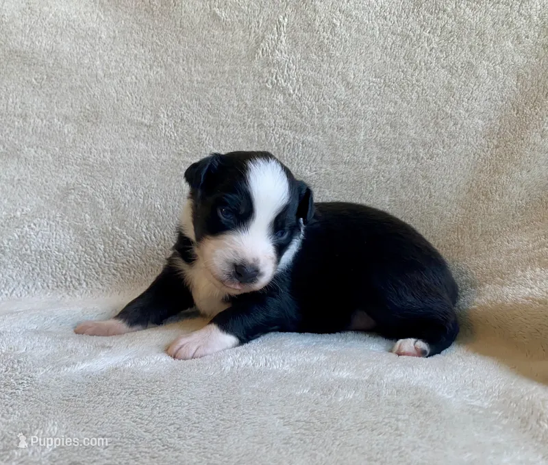 AKC tri color male  – Australian Shepherd puppy for sale in Zeeland, MI