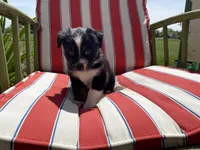 AKC Black tri female , a female Australian Shepherd for sale in Zeeland, MI – 3 of 3