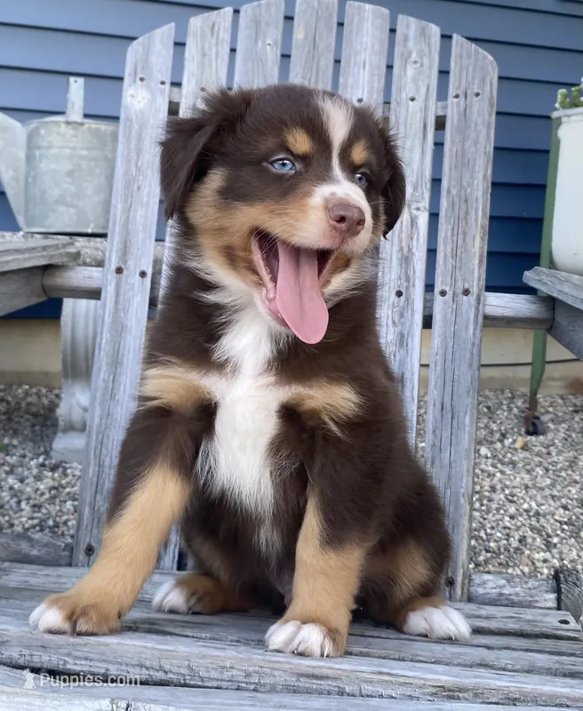 AKC Blue eyes  – Australian Shepherd puppy for sale in Zeeland, MI