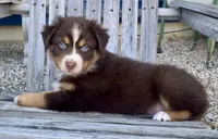 AKC Blue eyes , a male Australian Shepherd for sale in Zeeland, MI – 2 of 2
