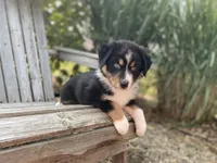 AKC Tri color female , a female Australian Shepherd for sale in Zeeland, MI – 2 of 4